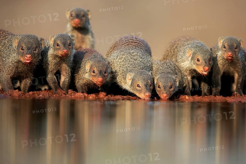 Zebra mongoose (Mungos mungo), adult, group, at the water, drinking, Kruger National Park, Kruger National Park, Kruger National Park South Africa
