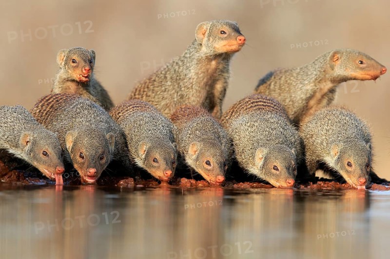 Zebra mongoose (Mungos mungo), adult, group, at the water, drinking, Kruger National Park, Kruger National Park, Kruger National Park South Africa