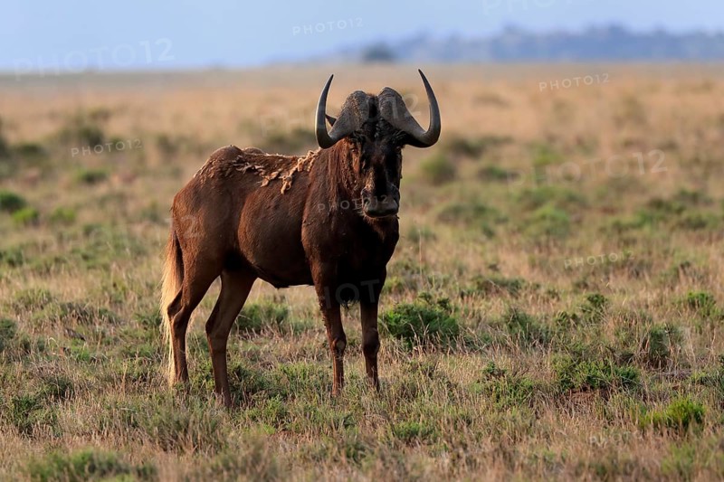 White-tailed wildebeest (Connochaetes gnou), adult, alert, Mountain Zebra National Park, Eastern Cape, South Africa, Africa