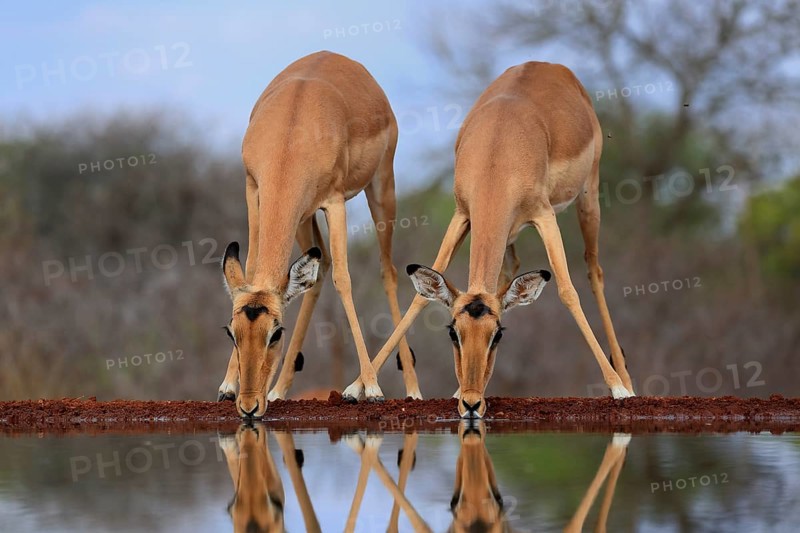 Black Heeler Antelope (Aepyceros melampus), adult, female, two, at the water, drinking, Kruger National Park, Kruger National Park, Kruger National Park South Africa