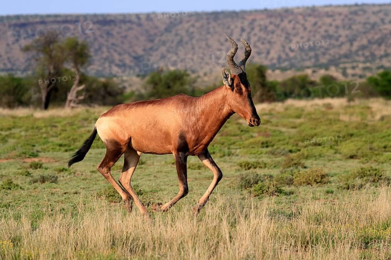 Red hartebeest (Alcelaphus buselaphus caama), Kaama, adult, running, foraging, Mountain Zebra National Park, Eastern Cape, South Africa, Africa