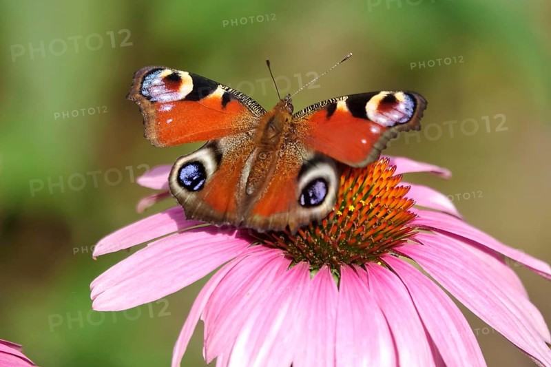 European peacock (Inachis io), summer, Saxony, Germany, Europe