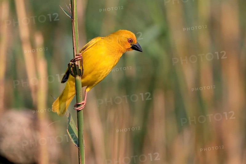 Eastern golden weaver (Ploceus subaureus), adult, male, auto-waiting, alert, Saint Lucia Estuary, Isimangaliso Wetland Park, Kwazulu Natal, South Africa, Africa