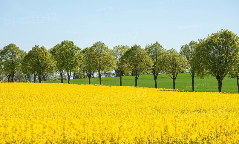 Avenue with linden trees by fields with rapeseed in Ystad Municipality, Skåne, Sweden, Scandinavia, Europe