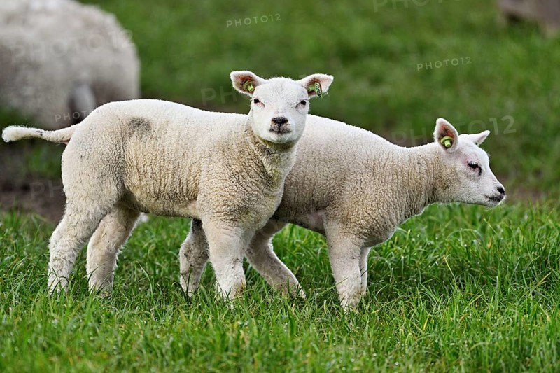 Domestic sheep (Ovis aries), two white lambs standing in a meadow, Texel, North Holland, Netherlands