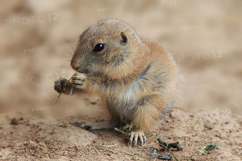 Black-tailed prairie dog (Cynomys ludovicianus), feeding young, North America