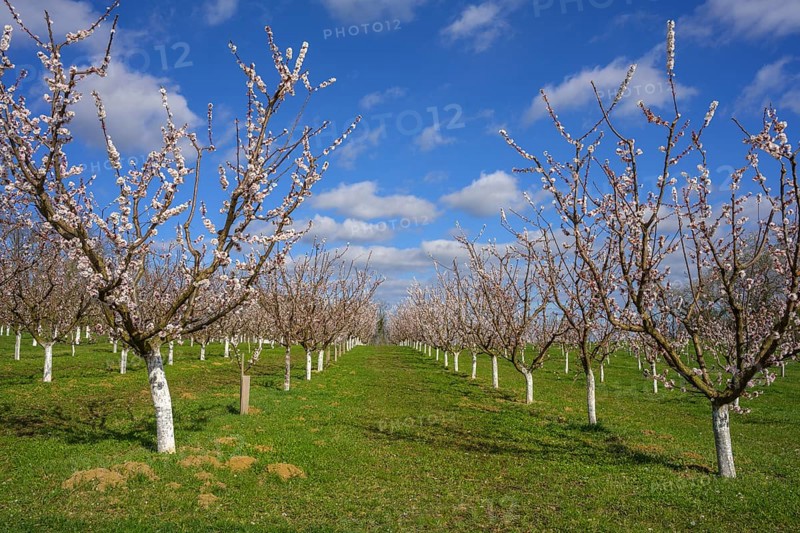 Blooming apricot trees, Paudorf, Lower Austria, Austria, Europe