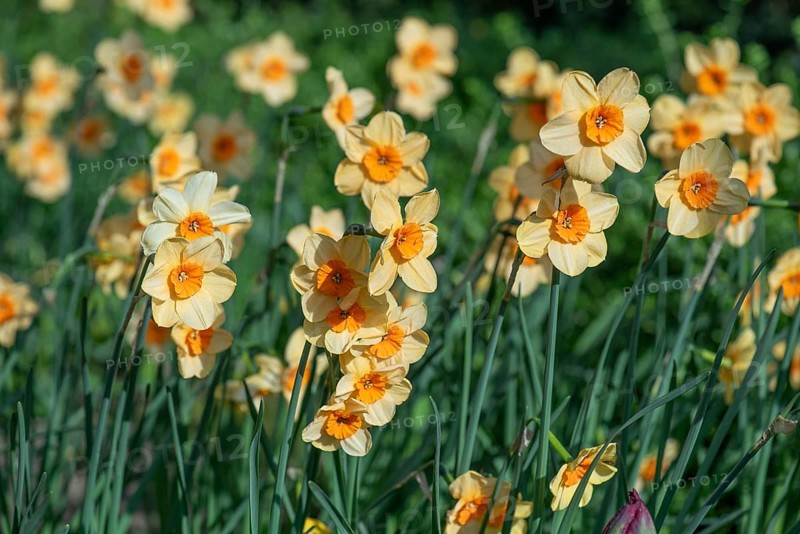 Flowering daffodils (Narcissus pseudonarcissus.), North Rhine-Westphalia, Germany, Europe