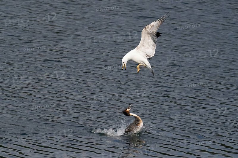 Mediterranean gull (Larus michahellis) attacking a great crested grebe (Podiceps cristatus), Hesse, Germany, Europe