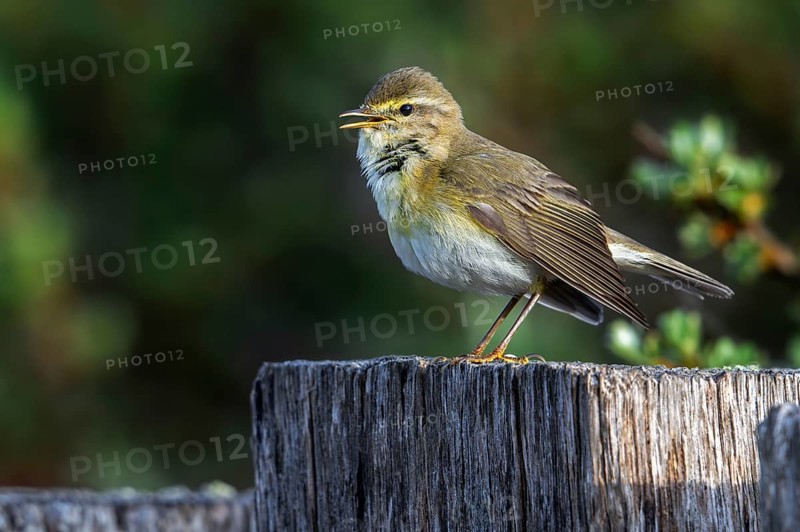 Willow warbler (Phylloscopus trochilus, Motacilla trochilus) calling from wooden fence post in spring