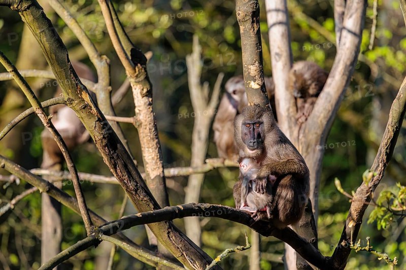 An adult female mandrill (Mandrillus leucophaeus) sits with her baby high up in a tree. A green forest can be seen in the background