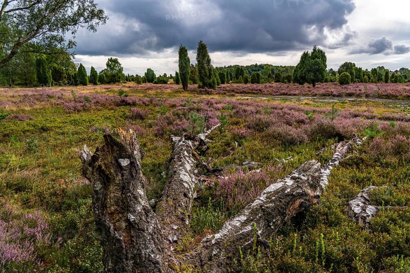 Flowering heath, broom heather and juniper bushes, near Wilseder Berg, near the village of Wilsede, in the Lüneburg Heath nature reserve, Lower Saxony, Germany, Europe