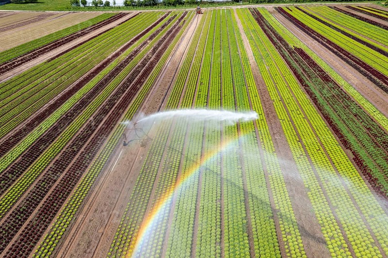 A field is artificially irrigated, water is sprayed onto the field via an irrigation system, field with different lettuce plants, in different stages of growth, North Rhine-Westphalia, Germany, Europe