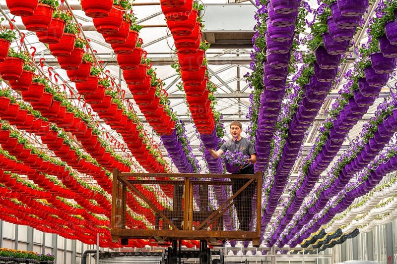 Horticultural business, flower pots, so-called petunia ampel, grow in a greenhouse, under the glass roof, until they have the right growth stage for retail, each pot is watered individually, by drip irrigation, Straelen, North Rhine-Westphalia, Germany, Europe