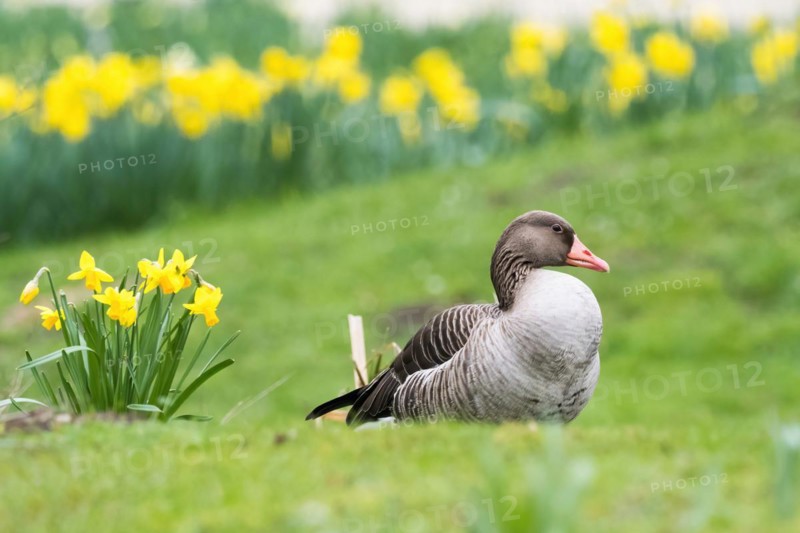 Greylag goose (Anser anser) resting on green grass in front of a field of yellow daffodils, Hesse, Germany, Europe