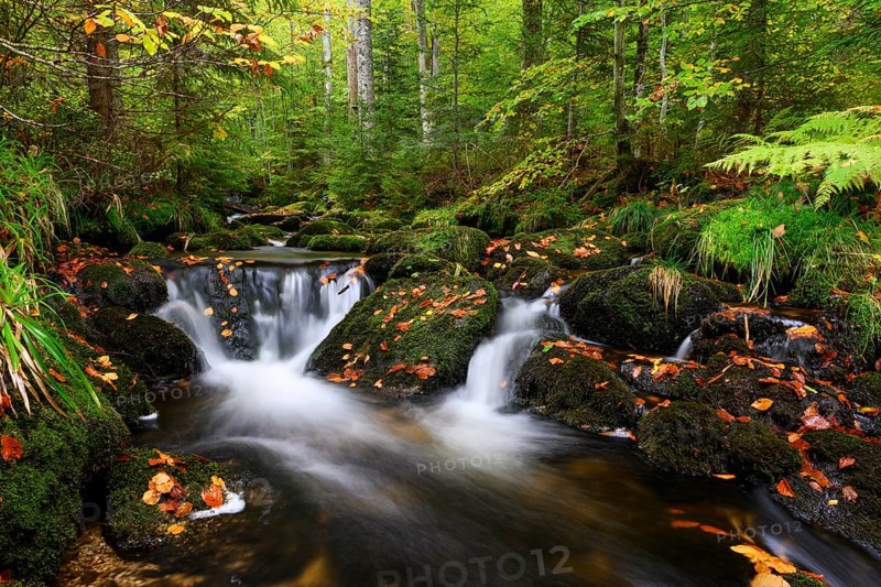 Stream in autumn, Kleine Ohe, Bavarian Forest National Park, Bavaria, Germany, Europe