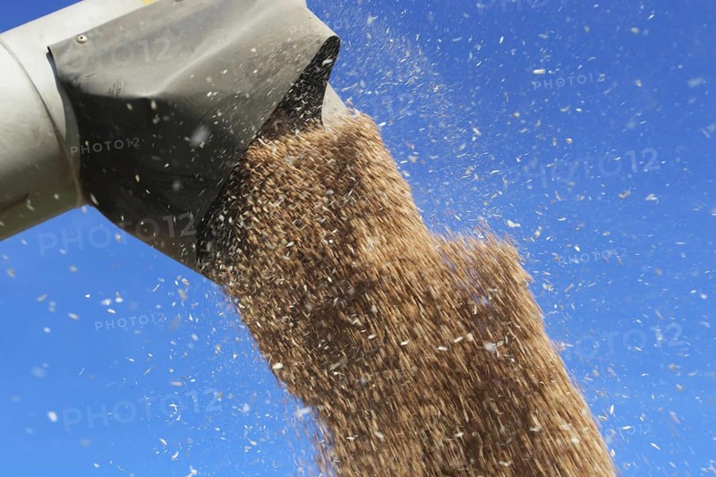 Grain harvest with combine harvester, the grain is unloaded