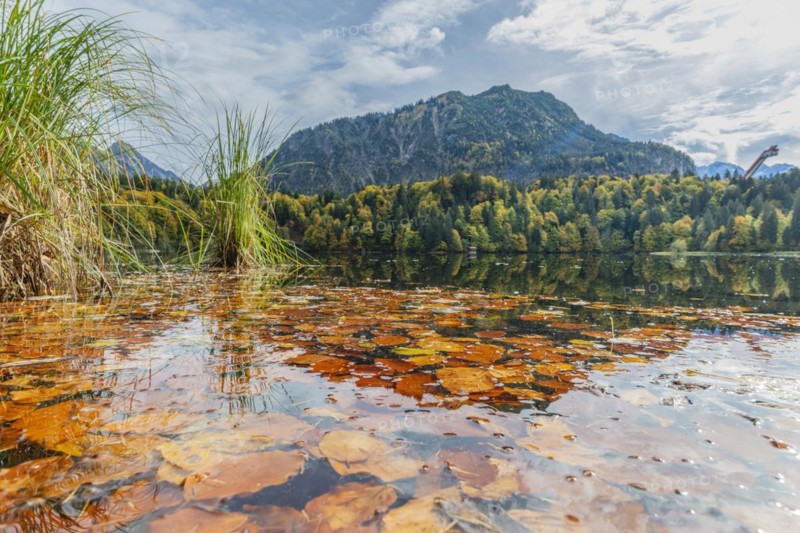 Freibergsee lake in autumn, behind it the Heni-Klopfer ski jump, Allgäu Alps, Allgäu, Bavaria, Germany, Europe