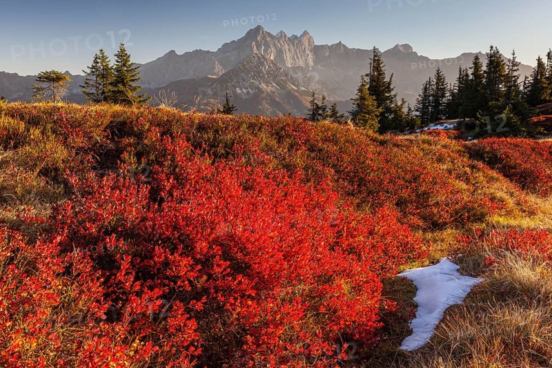 Autumn colouring of blueberry (Vaccinium) in front of mountains, evening light, Dachstein Mountains, Austria, Europe