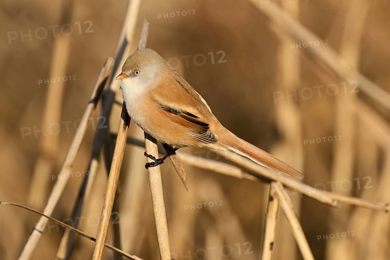 Bearded Tit (Panurus biarmicus), female on reeds, Klingnauer Stausee, Canton Aargau, Switzerland, Europe