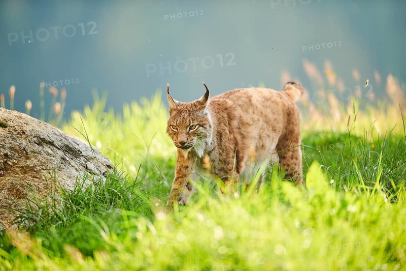 Eurasian lynx (Lynx lynx) walking through the grass, Wildpark Aurach, Kitzbühl, Tirol, Austria, Europe