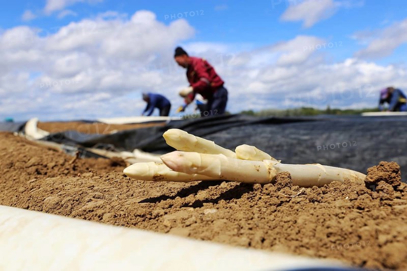 Agriculture asparagus harvest in Mutterstadt, Palatinate