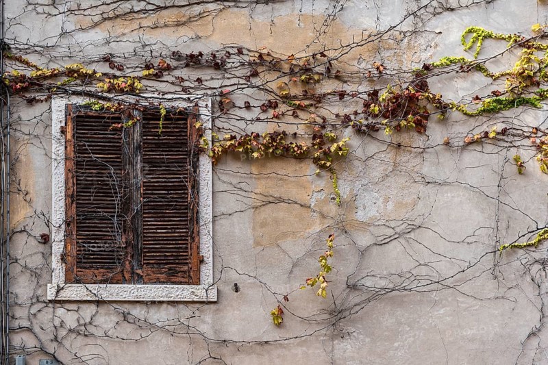 Overgrown house wall with leaves and branches, window, closed, unkempt, property, facade, crisis, Italy, Europe