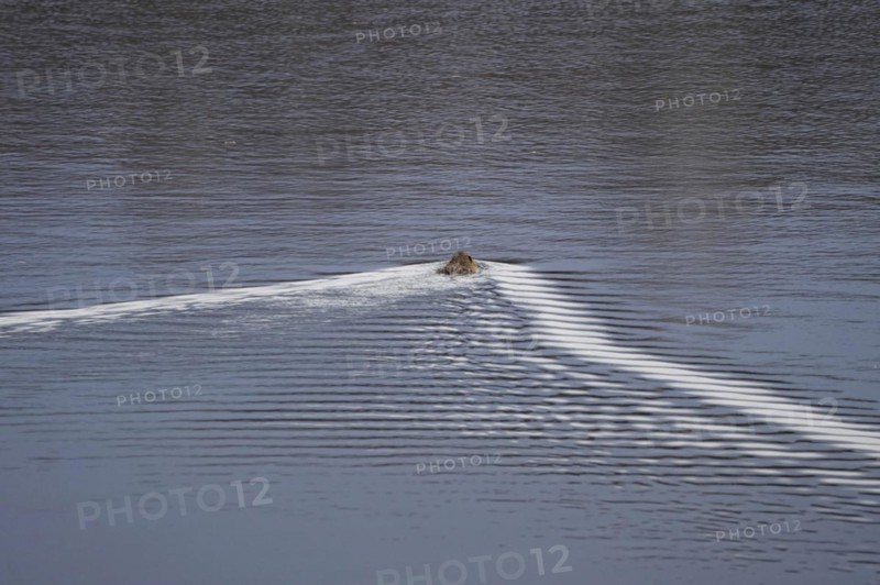 Nutria in a lake, March, Saxony, Germany, Europe