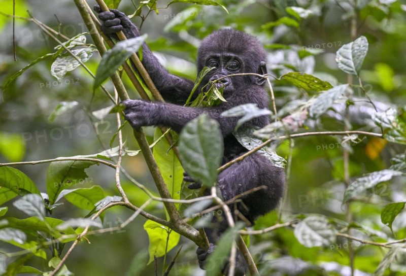 Western lowland gorilla (Gorilla gorilla gorilla) near the Baï-Hokou forest clearing, juvenile, Dzanga-Ndoki National Park, Unesco World Heritage Site, Dzanga-Sangha Complex of Protected Areas (DSPAC), Sangha-Mbaéré Prefecture, Central African Republic, Africa