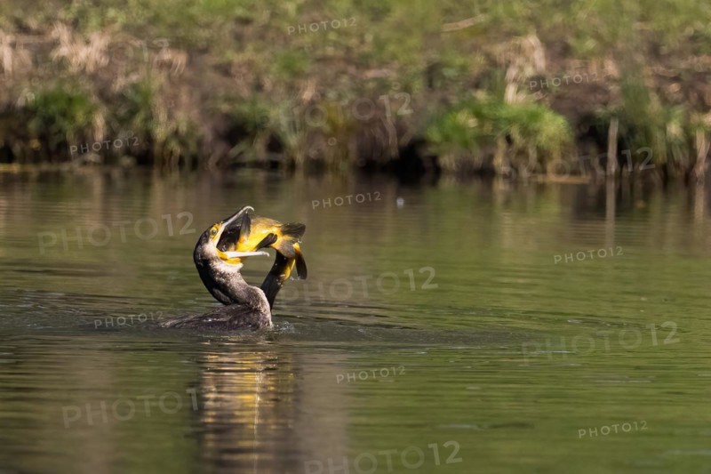Cormorant in the water devouring a tench (Tinca tinca), Hesse, Germany, Europe