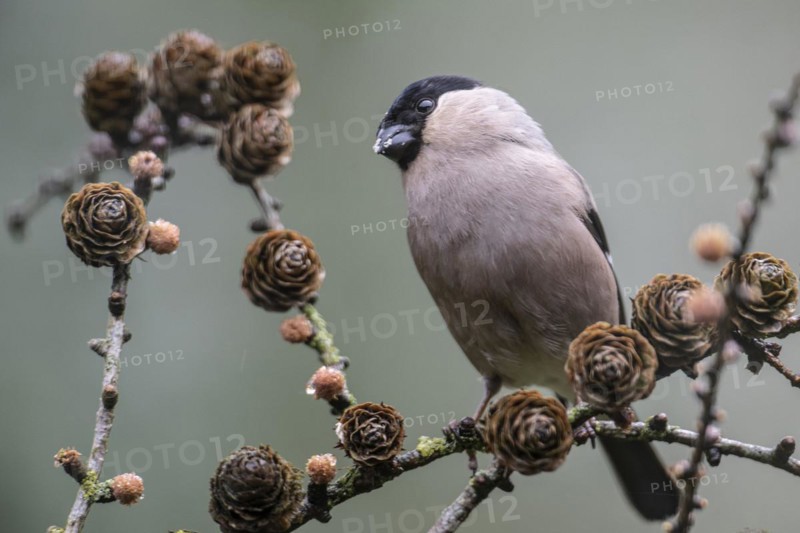 Eurasian bullfinch (Pyrrhula pyrrhula), Emsland, Lower Saxony, Germany, Europe