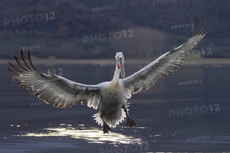 Dalmatian Pelican (Pelecanus crispus), flying against the light, on landing, magnificent plumage, Lake Kerkini, Greece, Europe