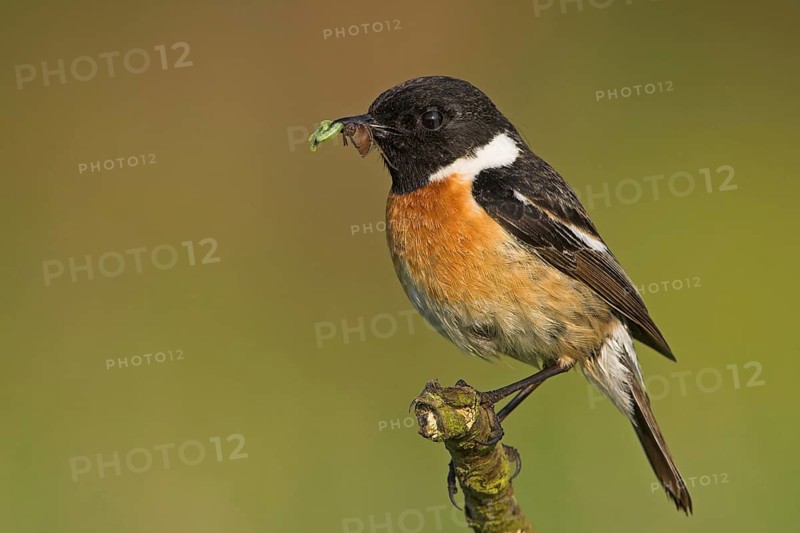 Stonechat, (Saxicola torquata), foraging, male, Bad Dürkheim district, Eich, Rhineland-Palatinate, Germany, Europe