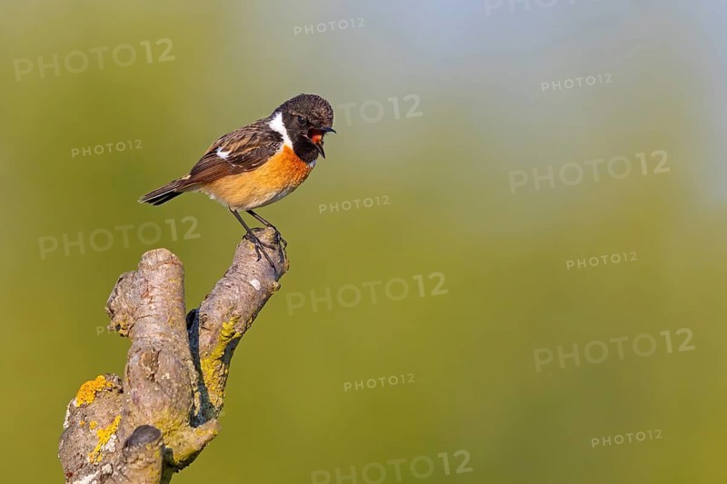 Stonechat, (Saxicola torquata), foraging, male, Bad D¸rkheim district, Eich, Rhineland-Palatinate, Germany, Europe