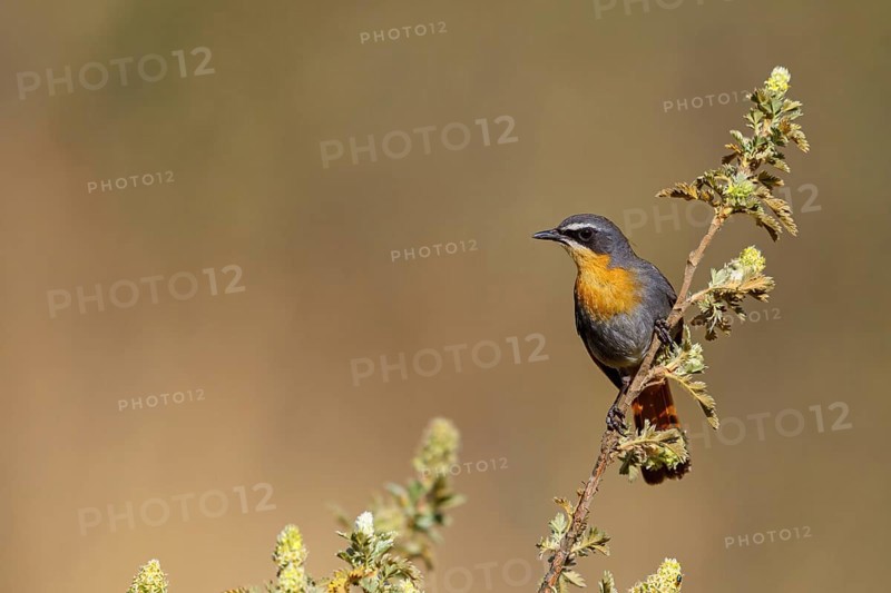 Cossypha caffra, family of flycatchers, Underberg surroundings, Underberg, KwaZulu-Natal, South Africa, Africa