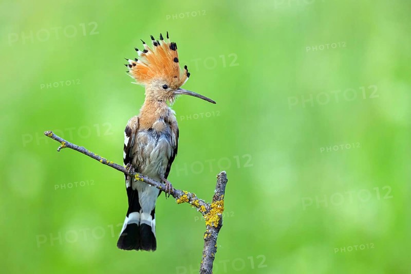 Hoopoe, (Upupa epops), on perch, hoopoe family, formerly raptors, Hides de El Taray / Lesser Kestr, Villafranca de los Caballeros, Castilla La Mancha / Toledo, Spain, Europe