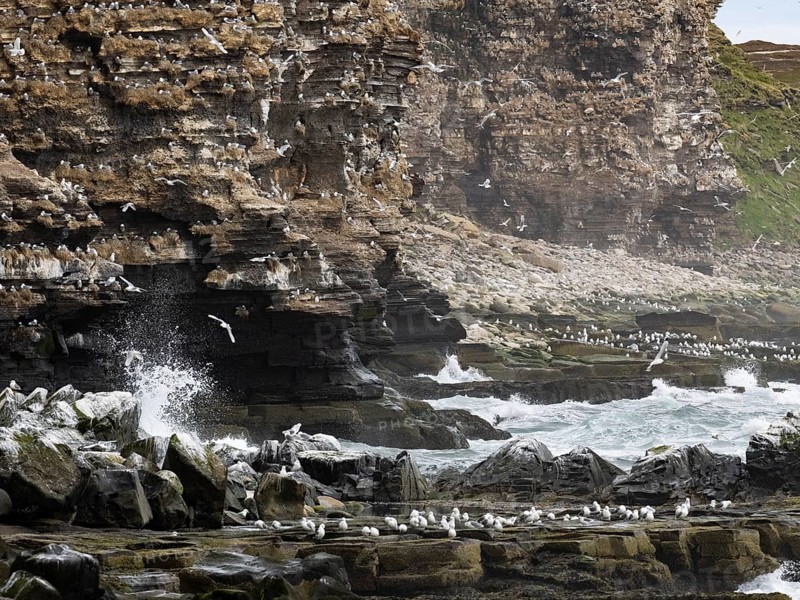 Black-legged kittiwake (Rissa tridactyla), breeding colony, on coastal cliffs of Arctic Ocean, May, Varanger Fjord, Norway, Europe
