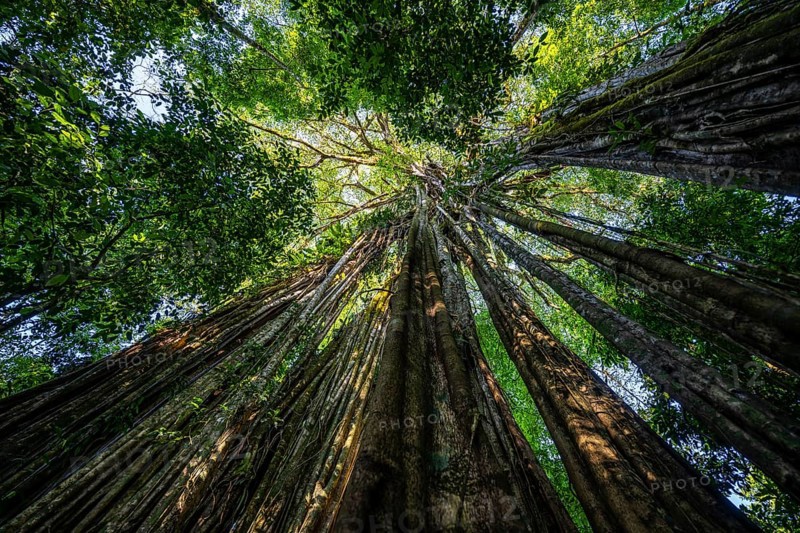 Hanging roots of a giant strangler fig (Ficus americana), looking upwards, in the rainforest, Corcovado National Park, Osa, Puntarena Province, Costa Rica, Central America