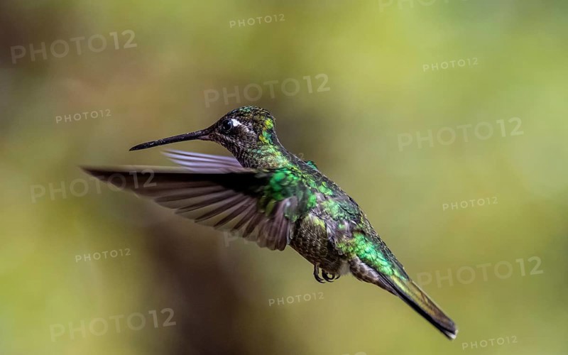 Violet-crowned Brilliant Hummingbird (Eugenes fulgens syn. Eugenes spectabilis) in flight, Los Quetzales National Park, Costa Rica, Central America
