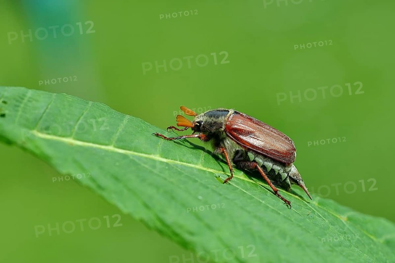 Northern cockchafer (Melolontha hippocastani), male, on a leaf of a horse chestnut (Aesculus hippocastanum), Wilnsdorf, North Rhine-Westphalia, Germany, Europe