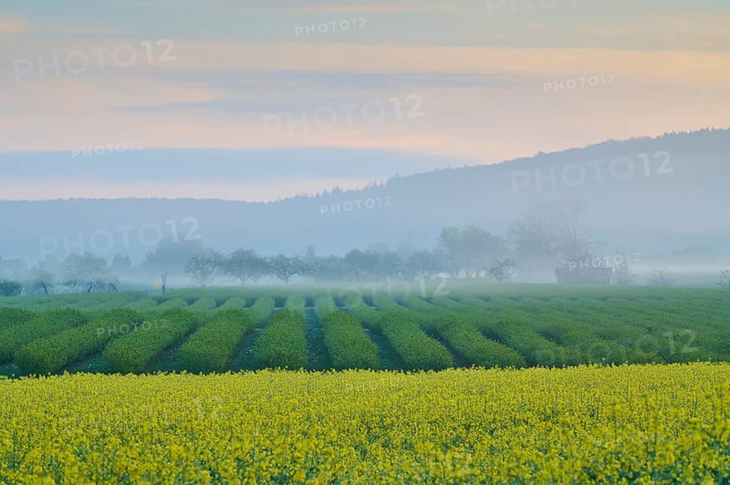 Foggy morning landscape with currant fields and a rape field, trees and hills in the background, spring, Schmachtenberg, Miltenberg, Spessart, Germany, Europe
