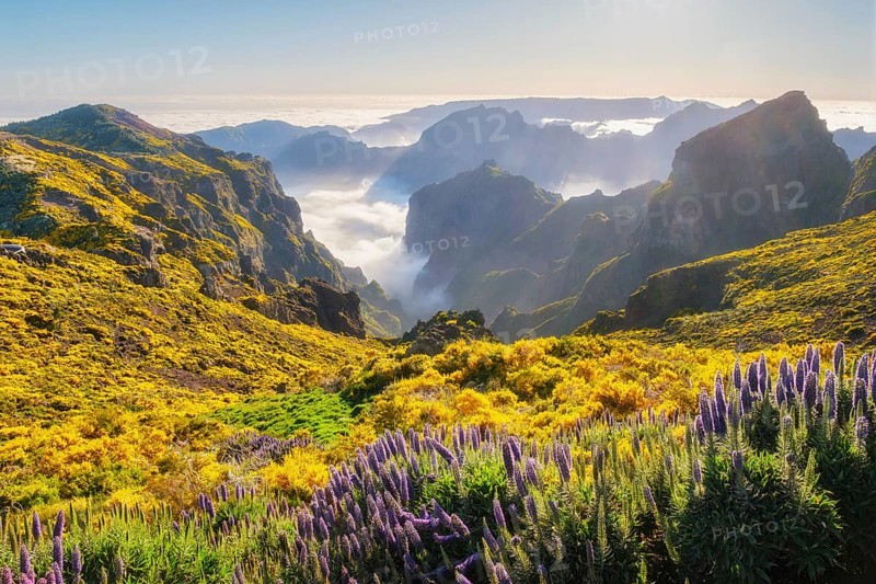 View from Pico do Arieiro of mountains over clouds with Pride of Madeira flowers and blooming Cytisus shrubs on sunset with sunburst. Madeira island, Portugal, Europe