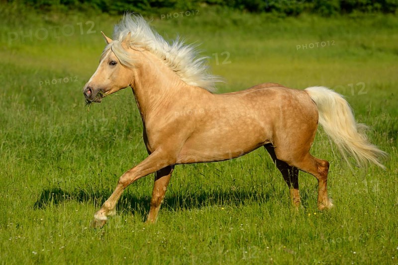 Connemara pony stallion gallops across a green meadow on a sunny day while his tail blows in the wind, Bavaria