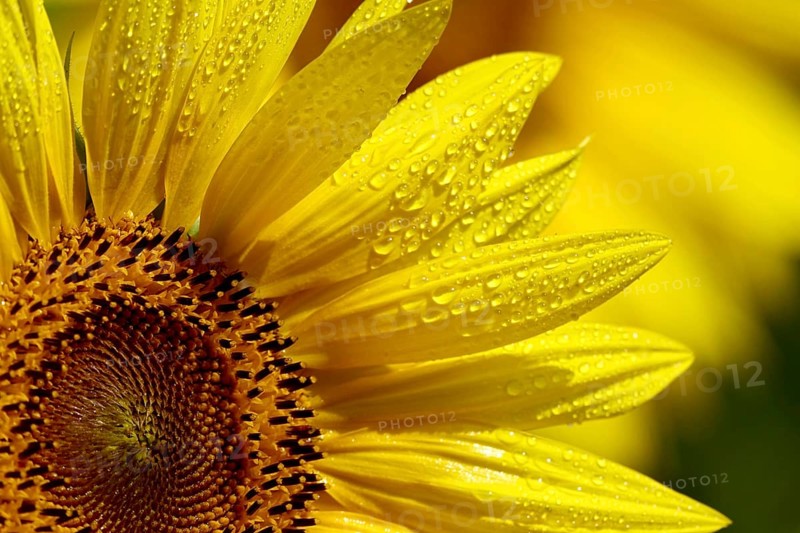 Sunflowers (Helianthus annuus), July, Saxony, Germany, Europe