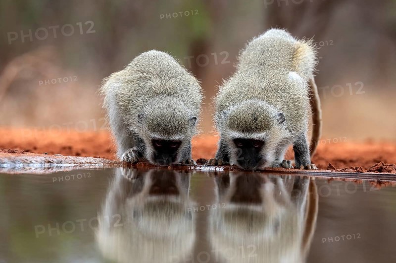 Vervet Monkey (Chlorocebus pygerythrus), adult, two animals, drinking, at the water, Kruger National Park, Kruger National Park, Kruger National Park South Africa