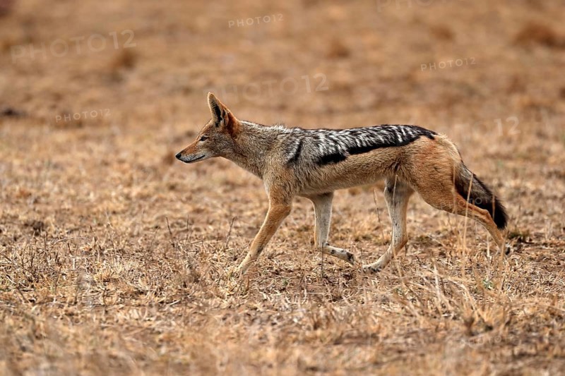 Black-backed jackal (Lupulella mesomelas), adult, alert, stalking, foraging, Kruger National Park, Kruger National Park, Kruger National Park South Africa