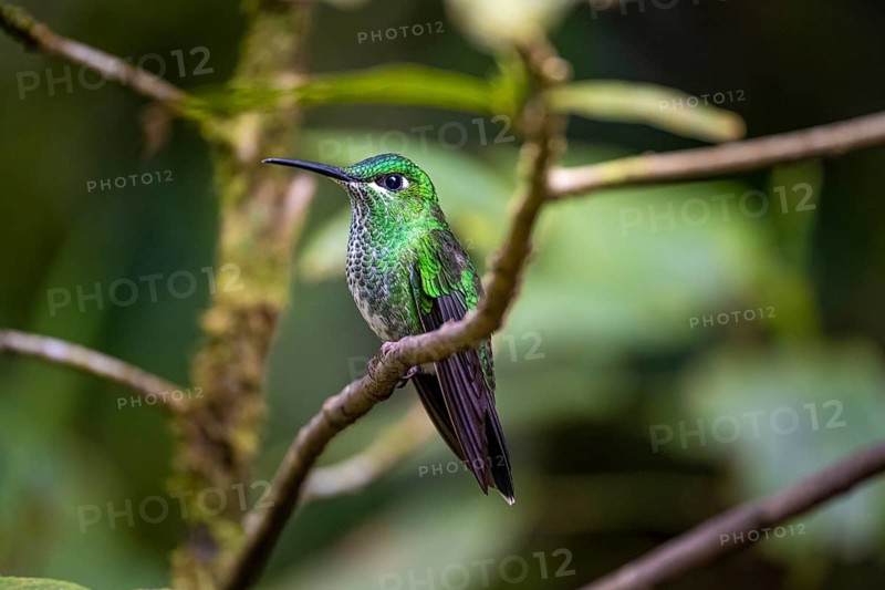 Green-fronted Brilliant Hummingbird (Heliodoxa jacula) sitting on a branch, Monteverde Cloud Forest, Monte Verde, Costa Rica, Central America