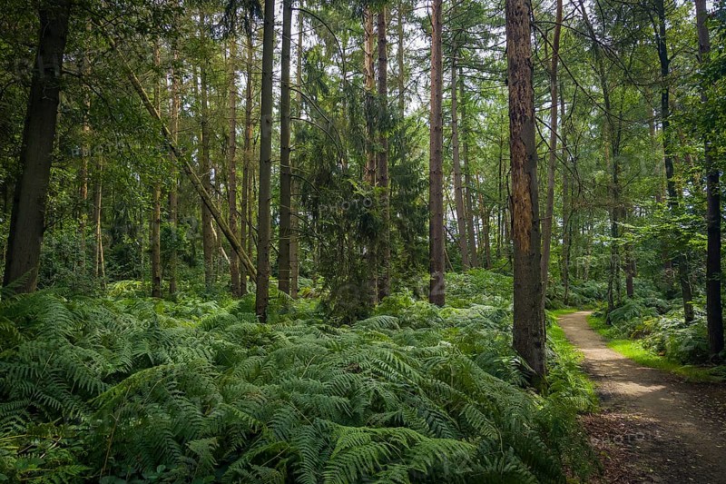 Wendelmannweg, forest path, walk cycle tour, cycle path, forest, nature, forest, nobody, Bad Bentheim, Germany, Europe