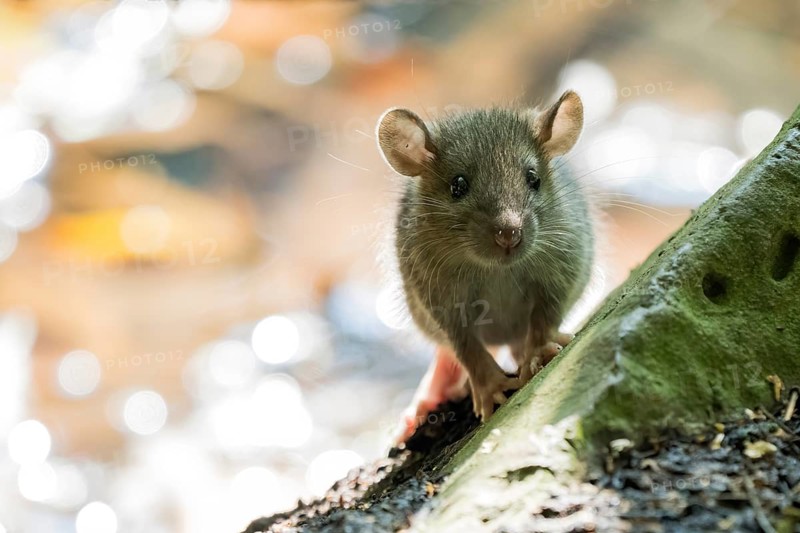 A juvenile Norway rat (Rattus norvegicus) sitting attentively at the edge of a tree trunk in the wild, eye contact, Hesse, Germany, Europe