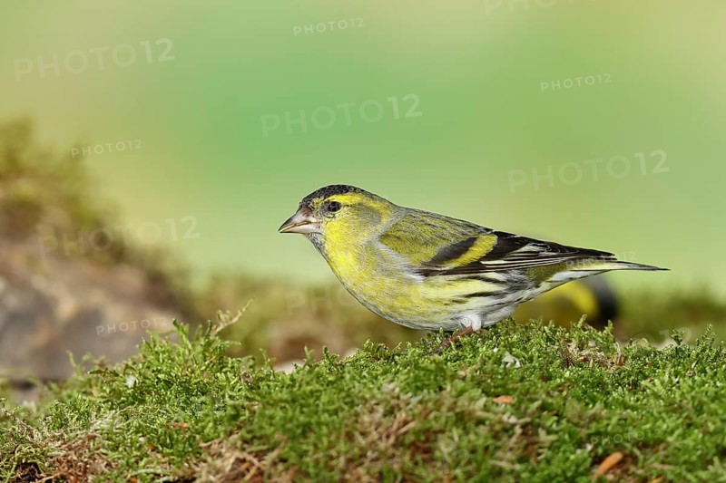 Eurasian siskin (Carduelis spinus), male sitting on moss, mossy ground, Wilnsdorf, North Rhine-Westphalia, Germany, Europe